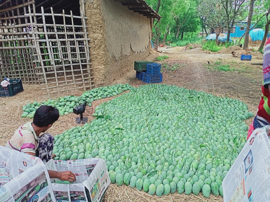 Premium Mangoes